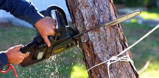 Best Tree and Shrub Care  in Double Oak, TX