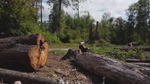 Best Root Management and Removal  in Double Oak, TX