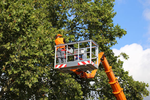Best Tree Maintenance Programs  in Double Oak, TX