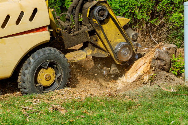 Best Stump Grinding and Removal  in Double Oak, TX