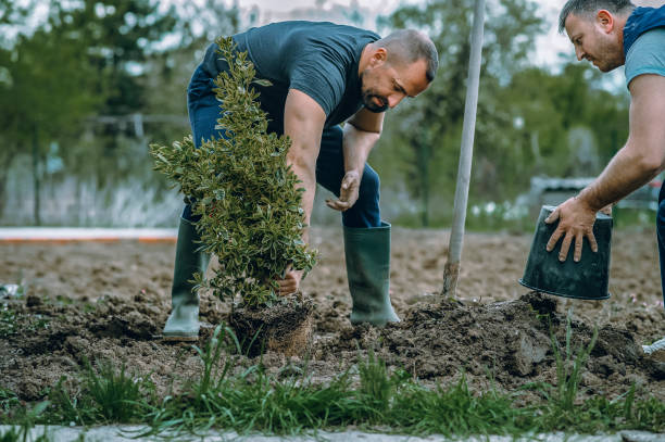 Reliable Double Oak, TX Tree Services Solutions