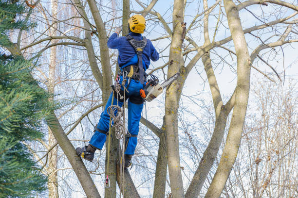 Best Tree Health Inspection  in Double Oak, TX