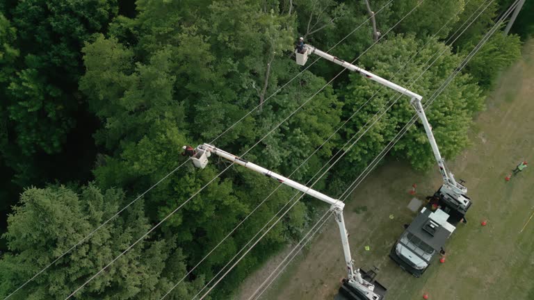Best Tree Cabling and Bracing  in Double Oak, TX
