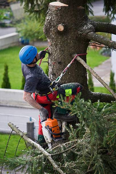 Best Utility Line Clearance  in Double Oak, TX