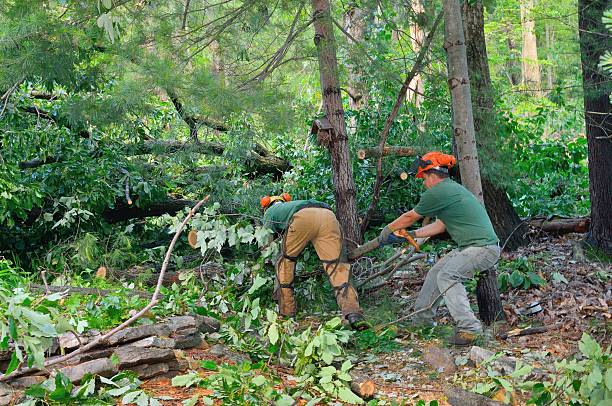 Best Fruit Tree Pruning  in Double Oak, TX