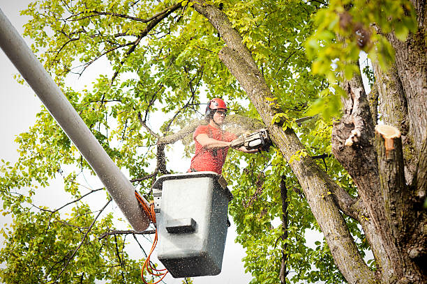 Best Storm Damage Tree Cleanup  in Double Oak, TX