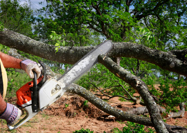  Double Oak, TX Tree Services Pros